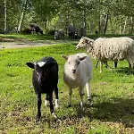 Nyaraló Draget Gard, Historisk Vaningshus Ved Sjoen, Rett Utenfor
