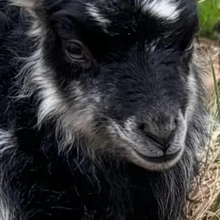 Feriehus Draget Gard, Historisk Vaningshus Ved Sjoen, Rett Utenfor