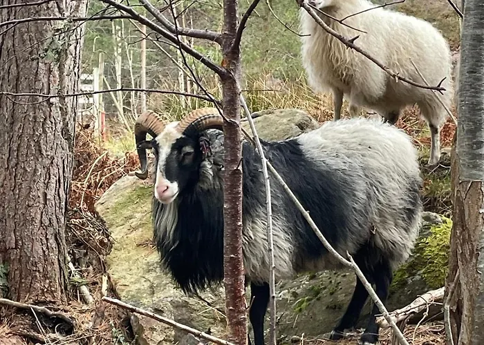 Ferienhaus Draget Gard, Historisk Vaningshus Ved Sjoen, Rett Utenfor Molde
